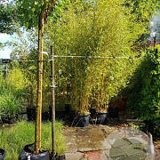 Phyllostachys aurea 200-250 cm container meerstammig