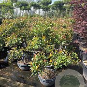 Photinia fraseri 'Robusta Compacta' 125-150 cm container pompon