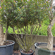 Photinia fraseri 'Robusta Compacta' 200-250 cm cont. 240L meerstammig