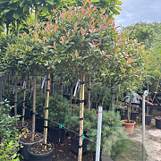 Photinia fraseri 'Robusta Compacta' halfstam 30L 110 cm stam