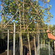 Photinia fraseri 'Red Robin' 160-180 HO 15L