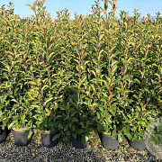 Photinia fraseri 'Red Robin' 80-100 cm 9L