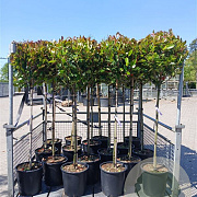 Photinia fraseri 'Red Robin' halfstam container