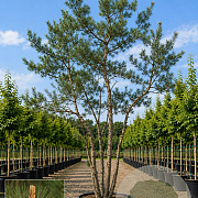 Pinus sylvestris GM cont. 230L meerstammig