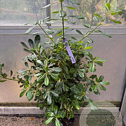 Pittosporum tobira 60-80 cm 4,0L