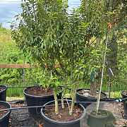 Prunus l. 'Angustifolia' 100-125 cm cont. 70L meerstammig