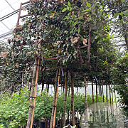Prunus lusitanica 'Brenelia' 10-12 HO cont. 55L lei 120x120 