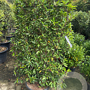 Prunus lusitanica 'Brenelia' 120 cm container lei 80x120