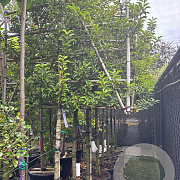 Prunus lusitanica 'Brenelia' cont. 55L lei 150x120