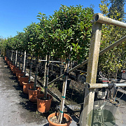 Prunus lusitanica 'Brenelia' halfstam container