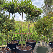 Prunus l. 'Caucasica' 225-275 cm cont. 290L Hoogstam meerstammig dak vorm