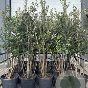 Quercus ilex 125-150 cm 15L meerstammig