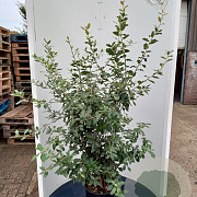 Quercus ilex 125-150 cm 25L meerstammig