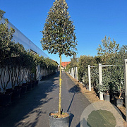 Quercus ilex 20-25 HO container piramide