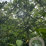 Quercus palustris 300-350 cm cont. 80L meerstammig