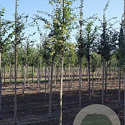 Quercus pubescens 300-350 cm cont. 80L meerstammig