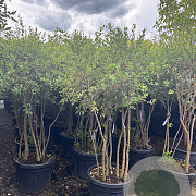 Quercus suber 140-160 cm 30L meerstammig