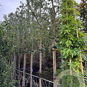 Quercus suber 16-18 HO container lei 150x150