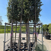 Quercus suber 16-18 HO container