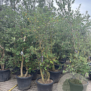 Quercus suber 250-300 cm container meerstammig