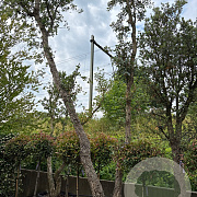 Quercus suber 500-550 cm container meerstammig