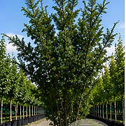 Taxus media 'Hicksii' 300-350 cm cont. 600L meerstammig