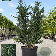 Taxus media 'Hillii' 140-160 cm cont. 55L meerstammig cilinder