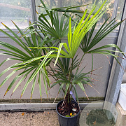 Trachycarpus fortunei GM cont. 90L
