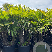 Trachycarpus fortunei GM cont. 90L 2 stam