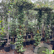 Trachelospermum jasminoides hoogstam container 190STAM dakvorm