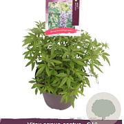 Vitex agnus-castus 120 cm stam 18L