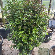 Viburnum tin. 'Eve Price' 110 cm cont. 55L