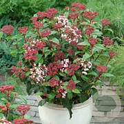 Viburnum tinus 125-150 cm cont. 70L 