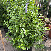 Viburnum tinus 90-100 cm 35L