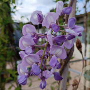 Wisteria brachybotrys 'Iko-yama-fuji' cont. 80L dakvorm 120