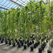 Wisteria flor. 'Black Dragon' 275 cm 9L Gestokt