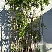 Wisteria floribunda 'Rosea' 3,0L Gestokt