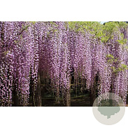 Wisteria floribunda 'Rosea' 450-500 cm cont. 90L