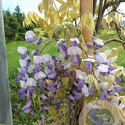 Wisteria sinensis 'Golden King' 175-200 cm 3,0L met stok