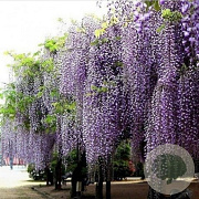 Wisteria sinensis 100-150 cm container lage leivorm