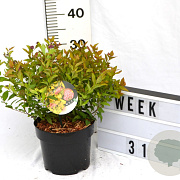 Spiraea jap. 'Firelight' 40-60 cm 3,0L