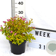 Spiraea jap. 'Golden Princess' 40-60 cm 3,0L
