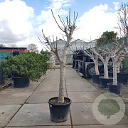 Ficus carica 100 cm stam container 35-40 cilinder