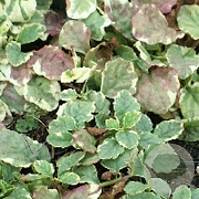 Ajuga reptans 'Variegata' GM P9