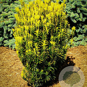 Cephalotaxus h. 'Korean Gold' 80-100 cm met kluit