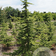 Cedrus libani 250-300 cm draadkluit solitair