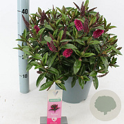 Hebe Hebedonna Nikka 30-40 cm 5,0L