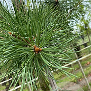 Pinus sylvestris 250-300 cm draadkluit solitair