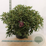 Rhododendron 'Catawb. Boursault' 80-100 cm met kluit