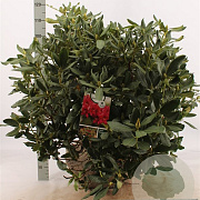 Rhododendron 'Nova Zembla' 80-100 cm met kluit